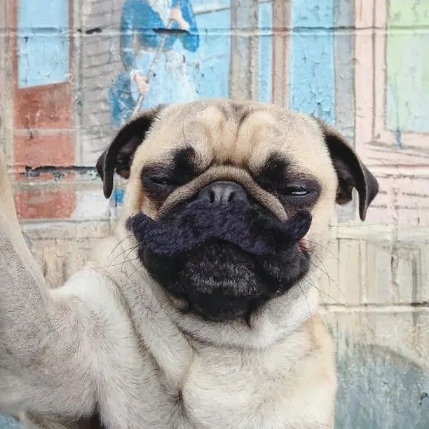 Fantásticas fotos de un simpático perro de raza pug. | Quiero más ... Fantásticas fotos de un simpático perro de raza pug. | Quiero más ...