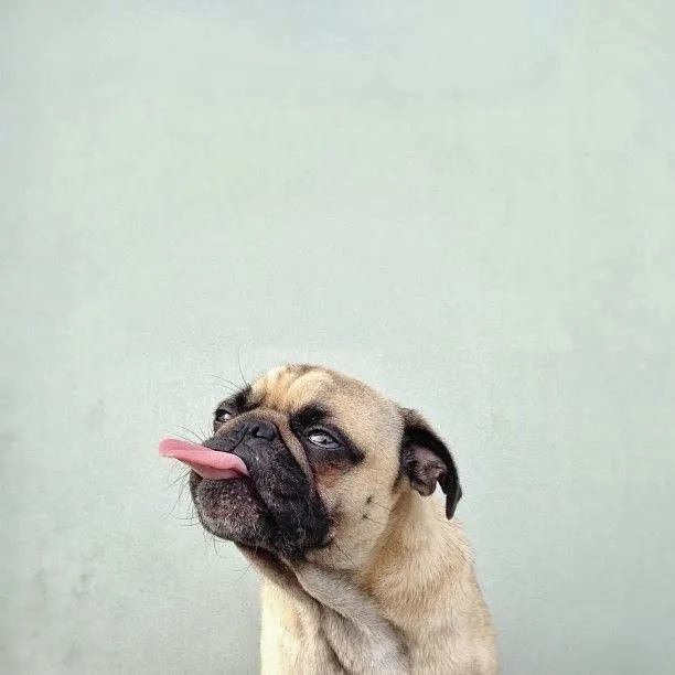 Fantásticas fotos de un simpático perro de raza pug. | Quiero más ... Fantásticas fotos de un simpático perro de raza pug. | Quiero más ...