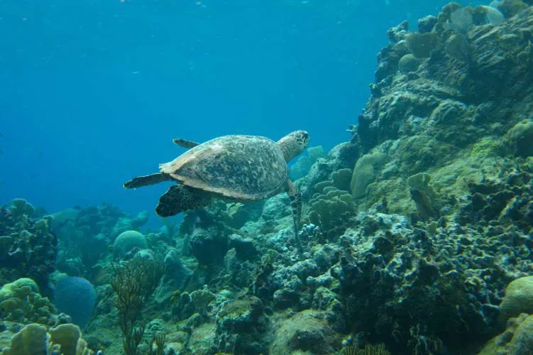 Farallones: los ojos del mar | Blog Cátedra de Historia Naval