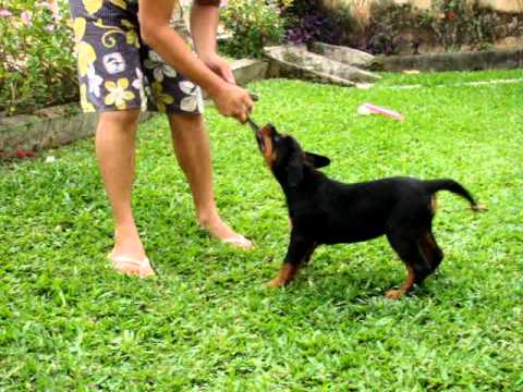 Faruk rottweiler 2 meses e meio - YouTube