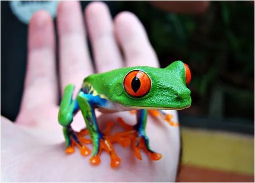 La fascinante rana verde de ojos rojos | LaReserva La fascinante rana verde de ojos rojos | LaReserva