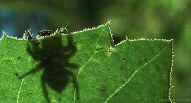 Fascinantes GIFs de la naturaleza animados - Taringa! Fascinantes GIFs de la naturaleza animados - Taringa!