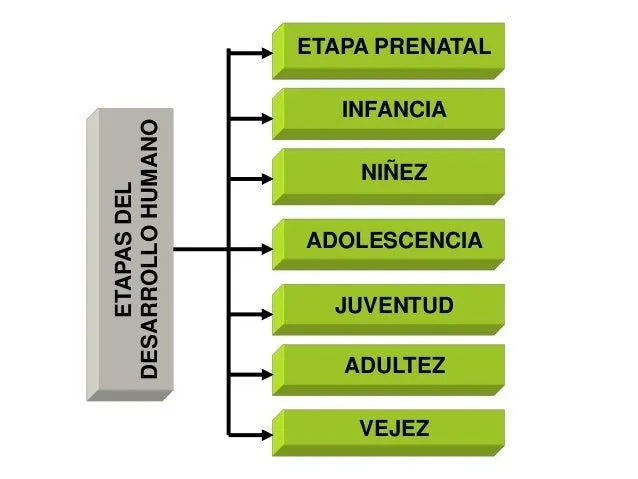 fases-del-desarrollo-humano-3- ...