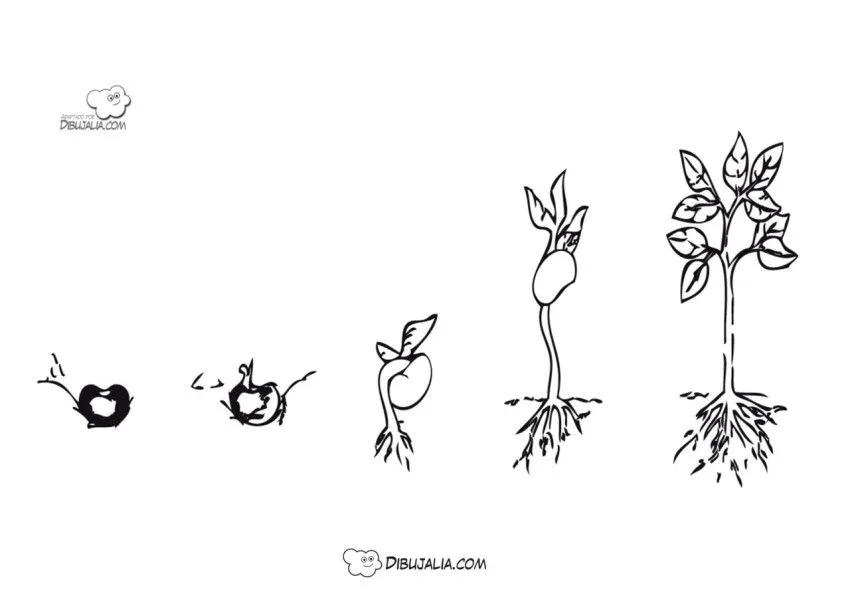 Fases de germinacion de una semilla - Dibujo #1767 - Dibujalia - Dibujos para Colorear y Recursos Educativos Fases de germinacion de una semilla - Dibujo #1767 - Dibujalia - Dibujos para Colorear y Recursos Educativos
