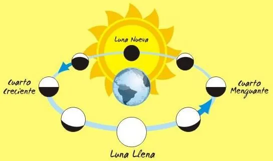 Fases de la luna para niños primaria para imprimir - Imagui