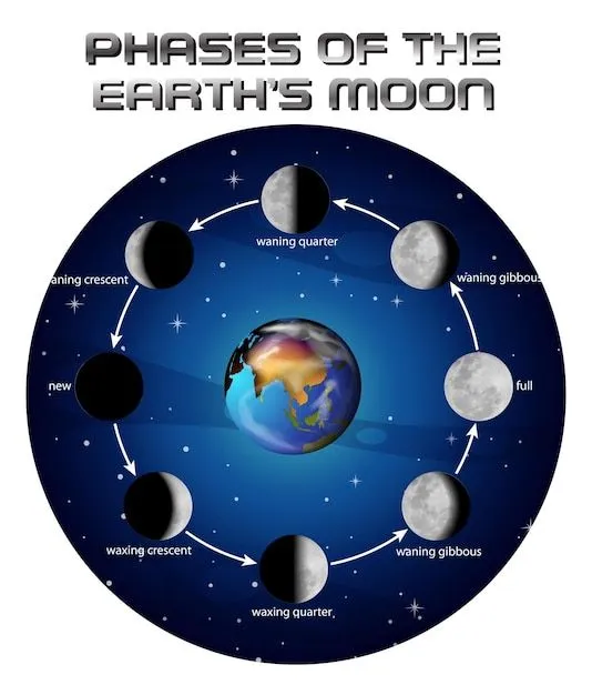 Fases de la luna para la educación científica. | Vector Gratis Fases de la luna para la educación científica. | Vector Gratis