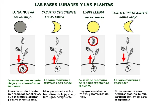 Fases de la luna y sus efectos. | Luz Arcoiris