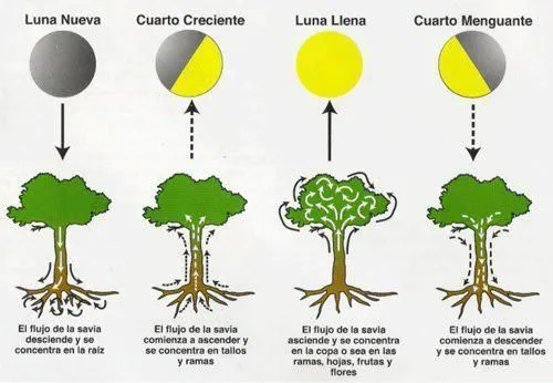 Fases de la luna y su vinculo con la naturaleza | #Infografías ...