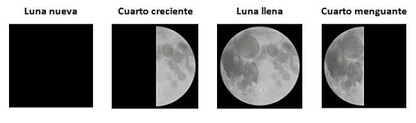 Las fases lunares y la agricultura ecológica | ECOagricultor Las fases lunares y la agricultura ecológica | ECOagricultor