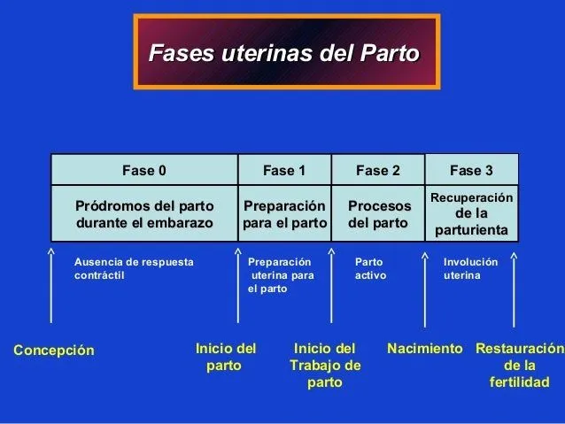 Fases uterinas del parto