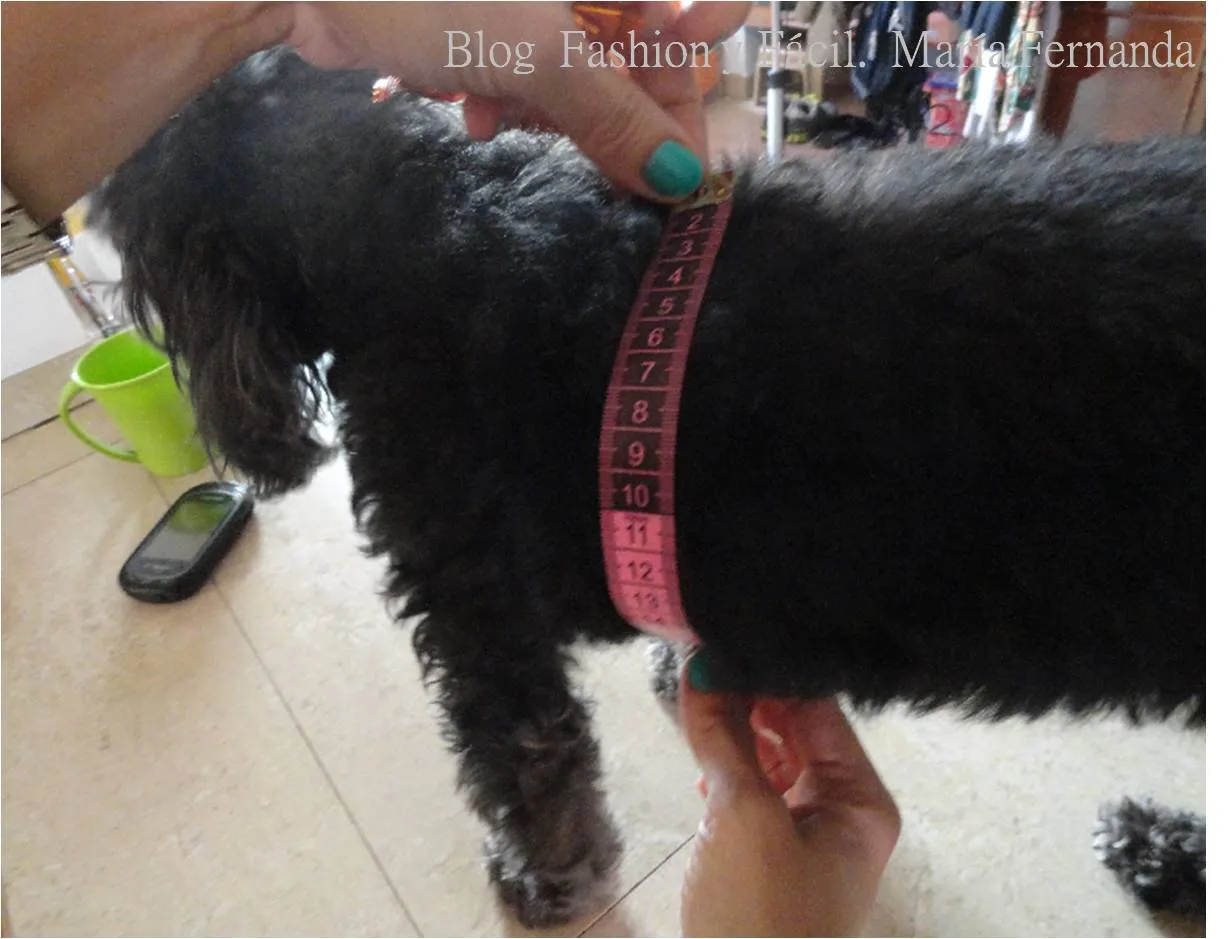 Fashion y Fácil DIY: ¿Cómo tomar la medidas a tu perro ó perra ...