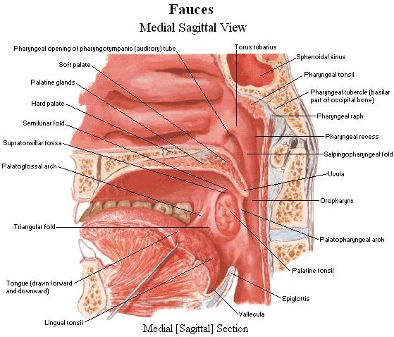 Fauces - Medial Sagittal View