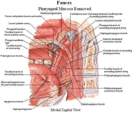 Fauces - Pharyngeal Mucosa Removed