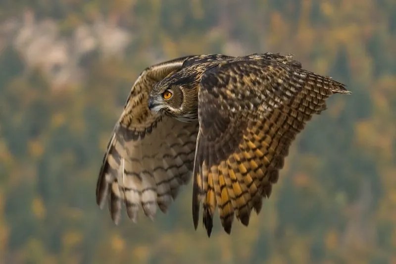 Fauna del Cinca Medio: El Buho real