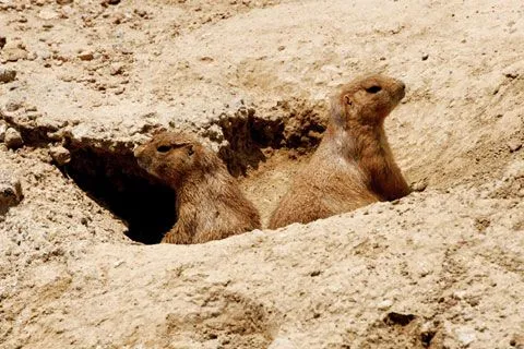 Fauna del desierto con nombres - Imagui