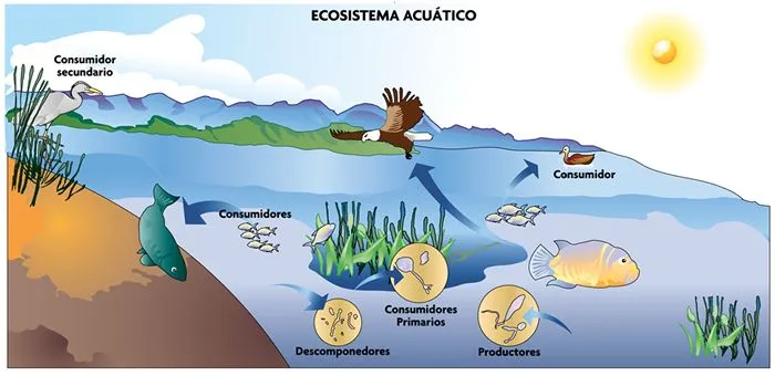 Ecosistemas acuaticos animados - Imagui
