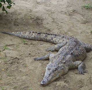Fauna y flora del Perú según las ecorregiones - Monografias.