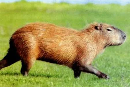 Fauna y flora del Perú según las ecorregiones - Monografias.com Fauna y flora del Perú según las ecorregiones - Monografias.com