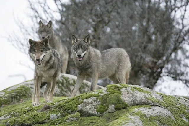Fauna Ibérica - Fauna Española: Canis lupus - Lobos - Mamífero Fauna Ibérica - Fauna Española: Canis lupus - Lobos - Mamífero