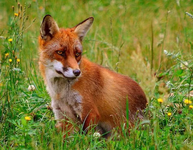 Fauna Ibérica - Fauna Española: Mamiferos