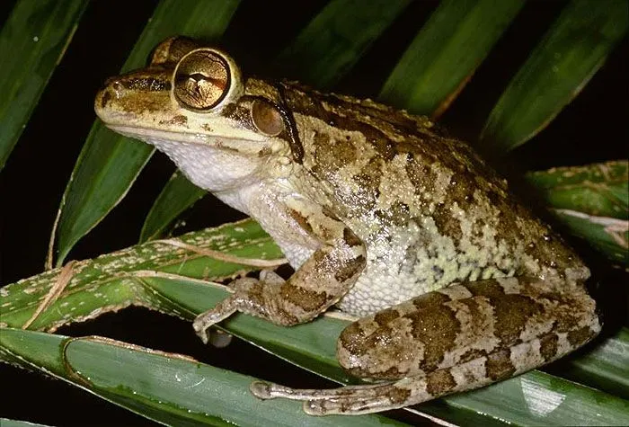 Fauna: Murciélagos, ranas, peces y otros bichos | La pluma del ... Fauna: Murciélagos, ranas, peces y otros bichos | La pluma del ...