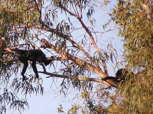 Imagenes de monos en arboles - Imagui
