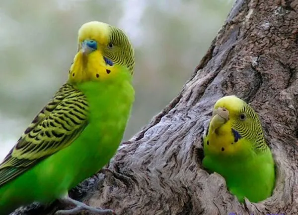 La fauna de Tais: Los periquitos. Australianos e Ingleses La fauna de Tais: Los periquitos. Australianos e Ingleses