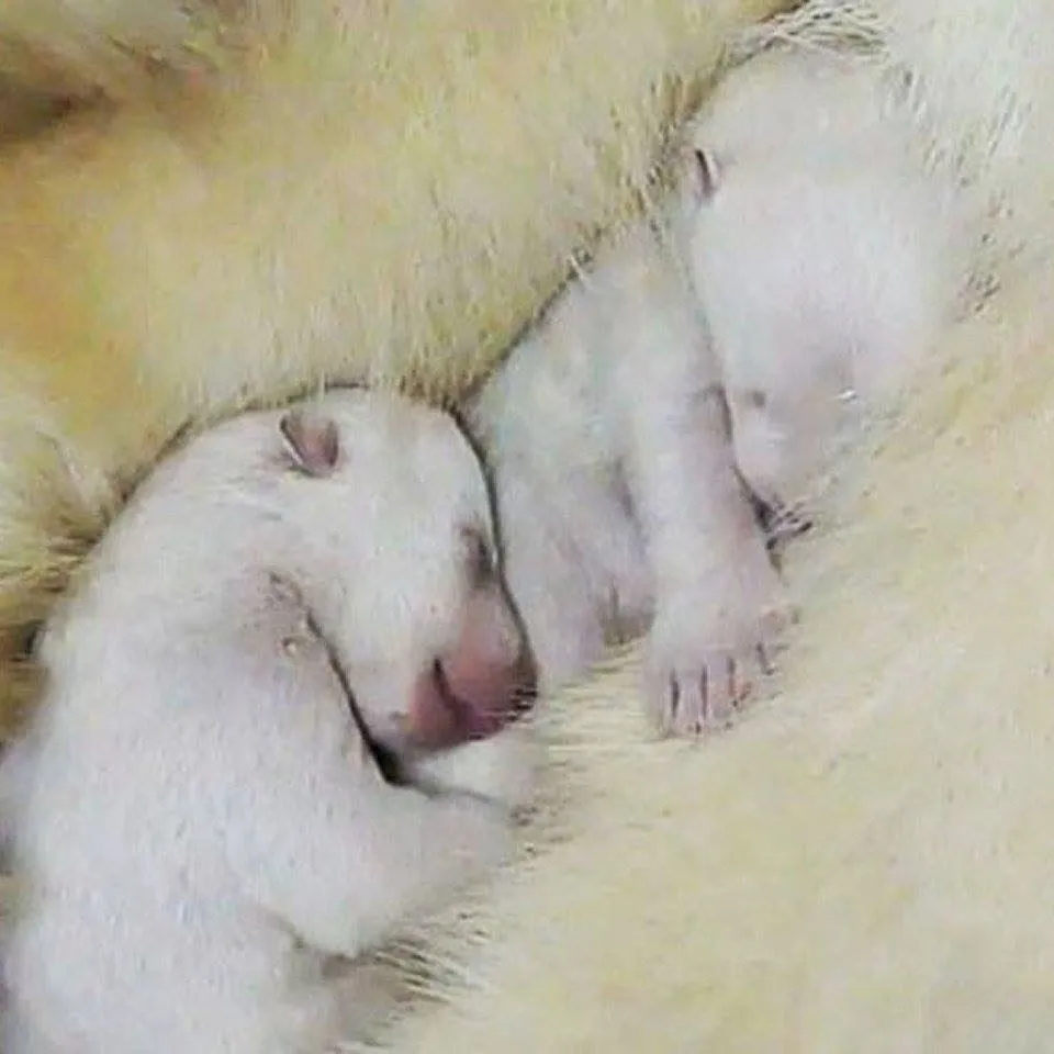 Fauna Urbana Villa María: Nacen dos gemelos de osos polar en un ... Fauna Urbana Villa María: Nacen dos gemelos de osos polar en un ...