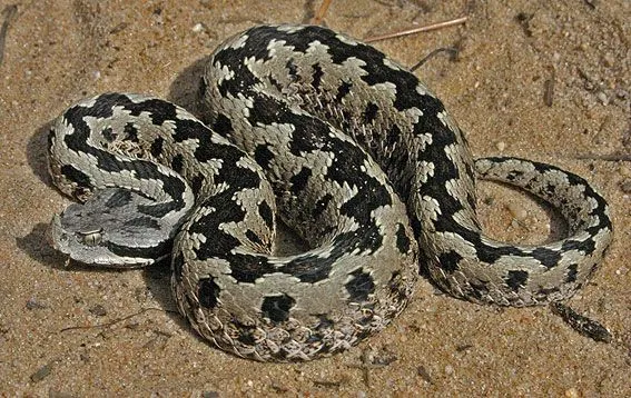 Fauna venenosa en España -- Víboras ~ niphos Fauna venenosa en España -- Víboras ~ niphos