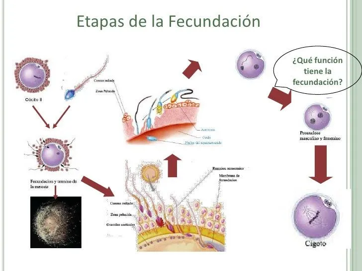 fecundacin-y-desarrollo- ...