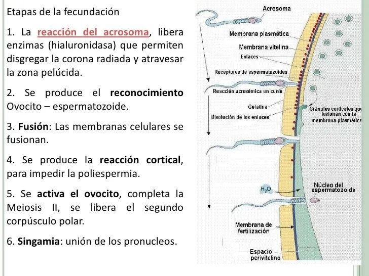 fecundacin-y-desarrollo- ...