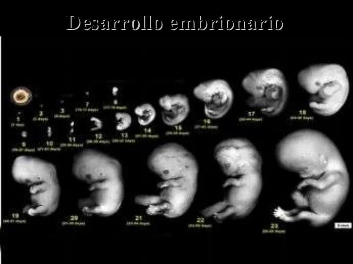 fecundacin-y-desarrollo- ...