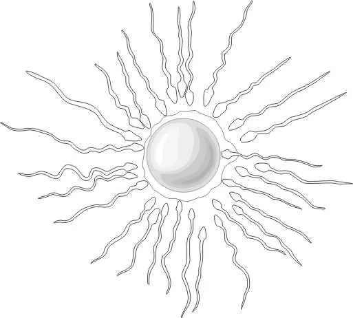 Dibujos para colorear sobre la fecundacion - Imagui