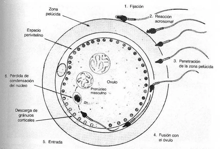 La fecundacion para dibujar - Imagui