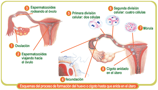 Ciencias Naturales y Desarrollo Humano Sexto grado