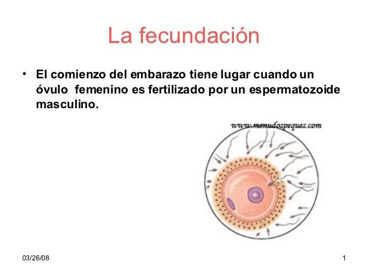 La fecundación humana - Imagui