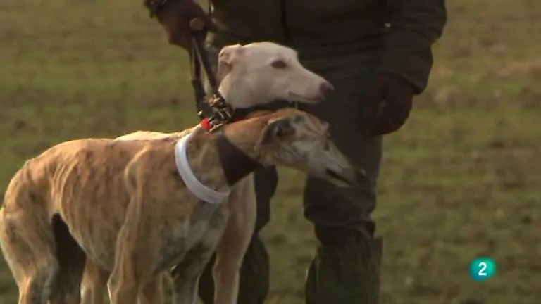 federación andaluza de galgos