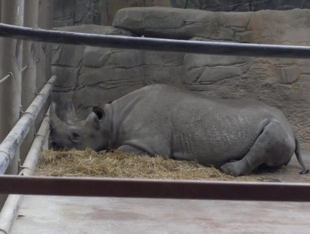 Son felices los animales del zoológico? | Adopta.mx