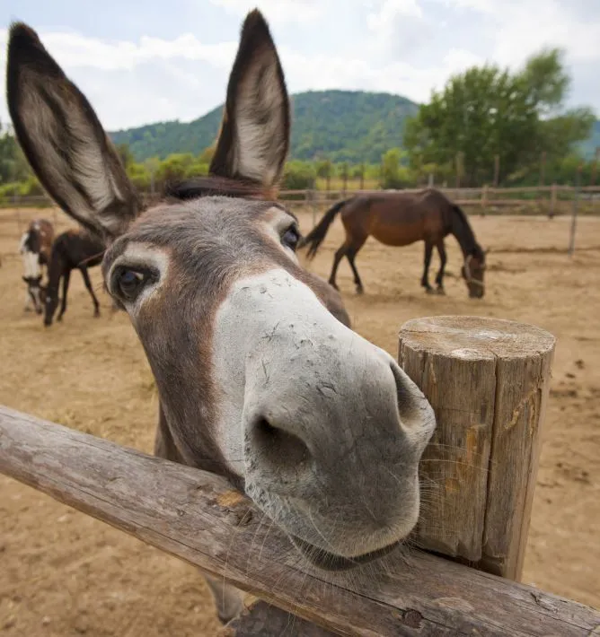 Felicidades a todos los animales de la granja | Farmerama ES