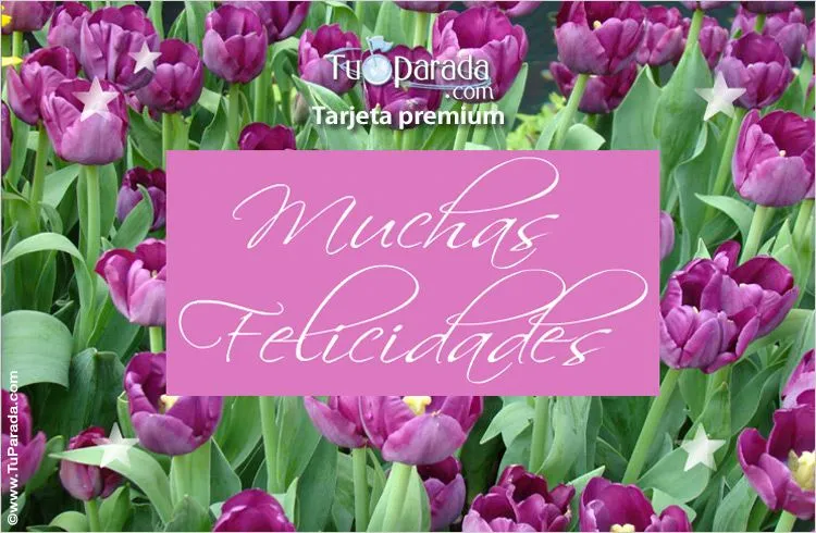 Felicidades con tulipanes lilas. Flores, ver tarjetas, postales ... Felicidades con tulipanes lilas. Flores, ver tarjetas, postales ...
