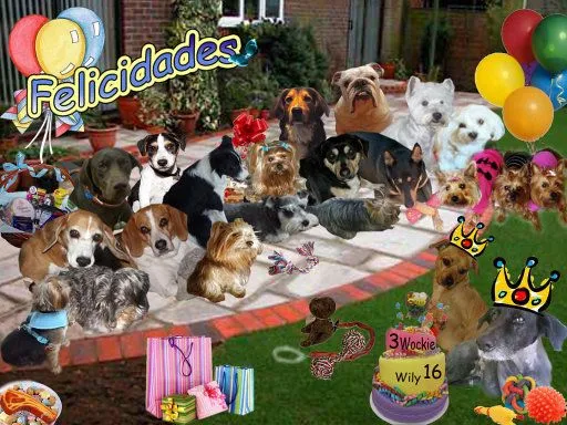 Felicidades WilySoybella) y Wockie(pilar2) | Cuidar de tu perro es ...