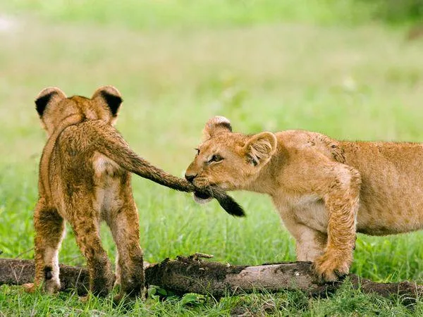 FELINOS ADORABLES | Carmen Rivero Colina