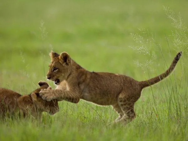 FELINOS ADORABLES | Carmen Rivero Colina