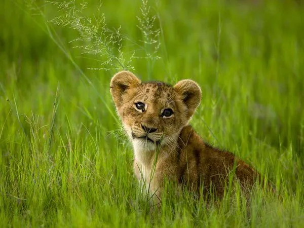 FELINOS ADORABLES | Carmen Rivero Colina