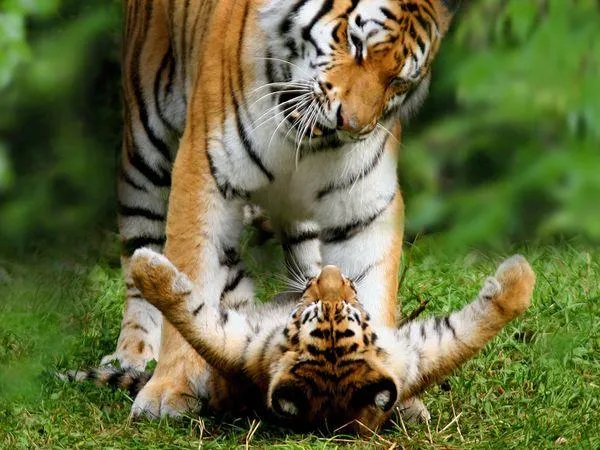 FELINOS ADORABLES | Carmen Rivero Colina