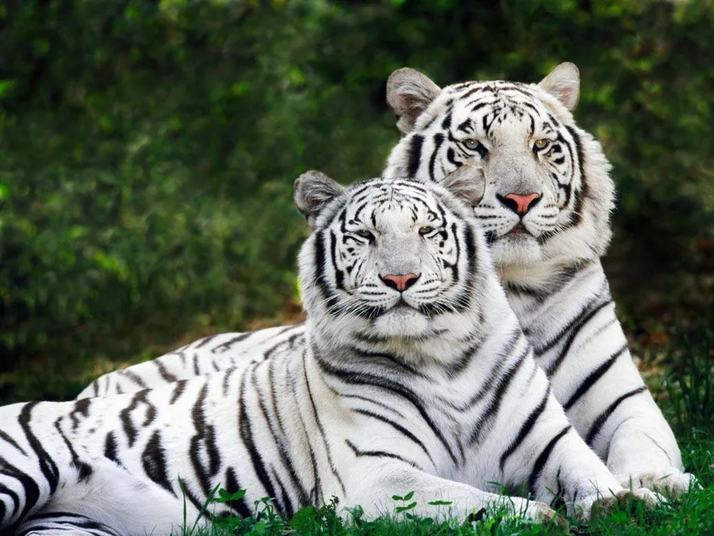Grandes Felinos | Cat Rangers