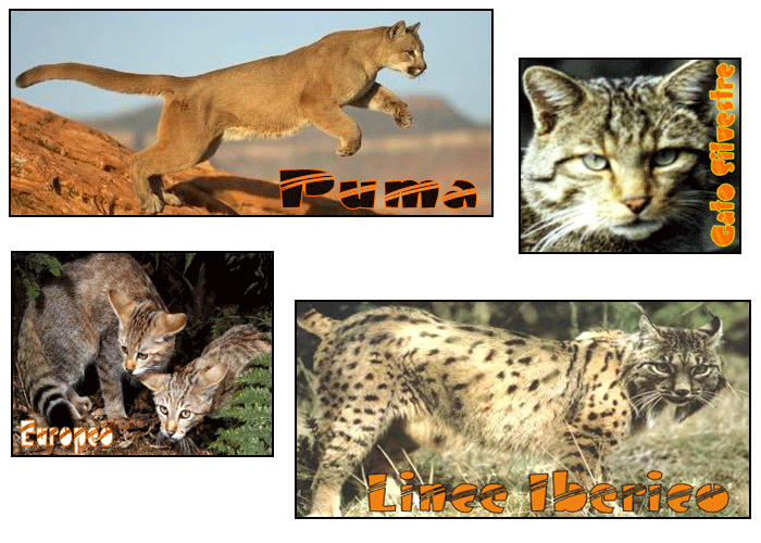 FELINOS: LOS FELINOS