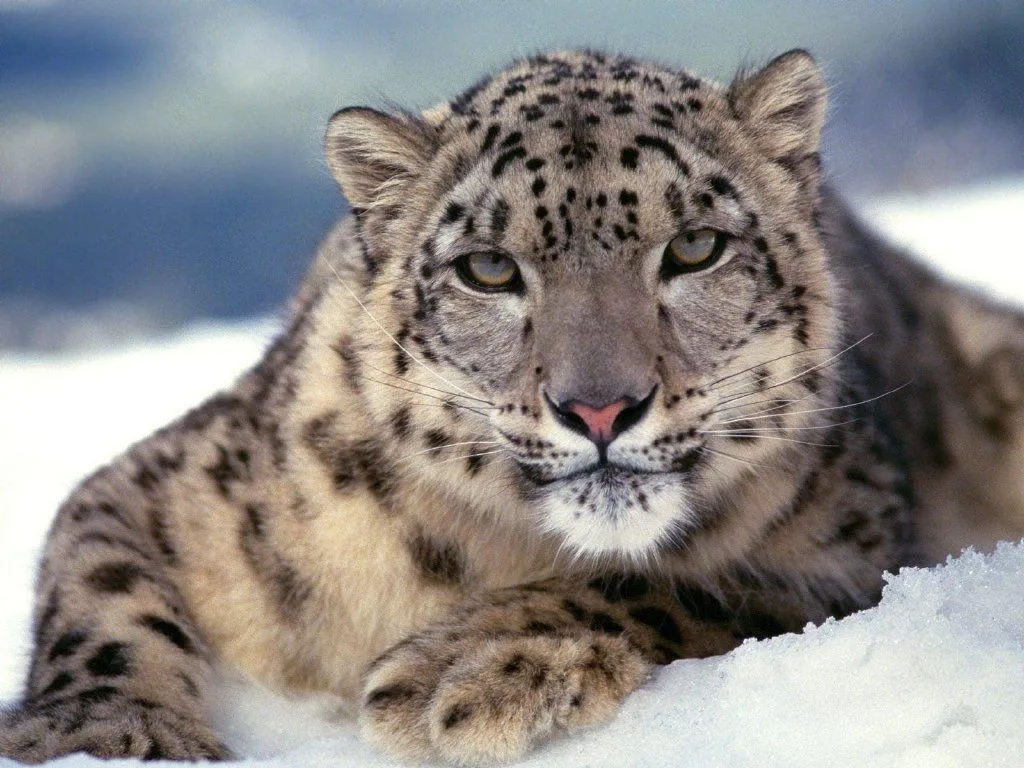  ... Felinos - Fotos de Felidos - Tigre Blanco, Pantera Negra, León Blanco