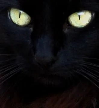 Los Felinos: marzo 2009