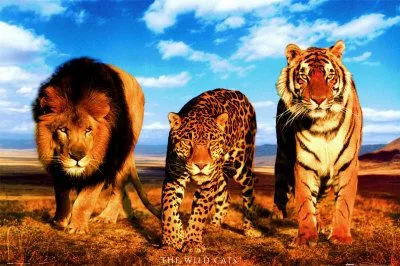 Felinos salvajes Lámina en AllPosters.